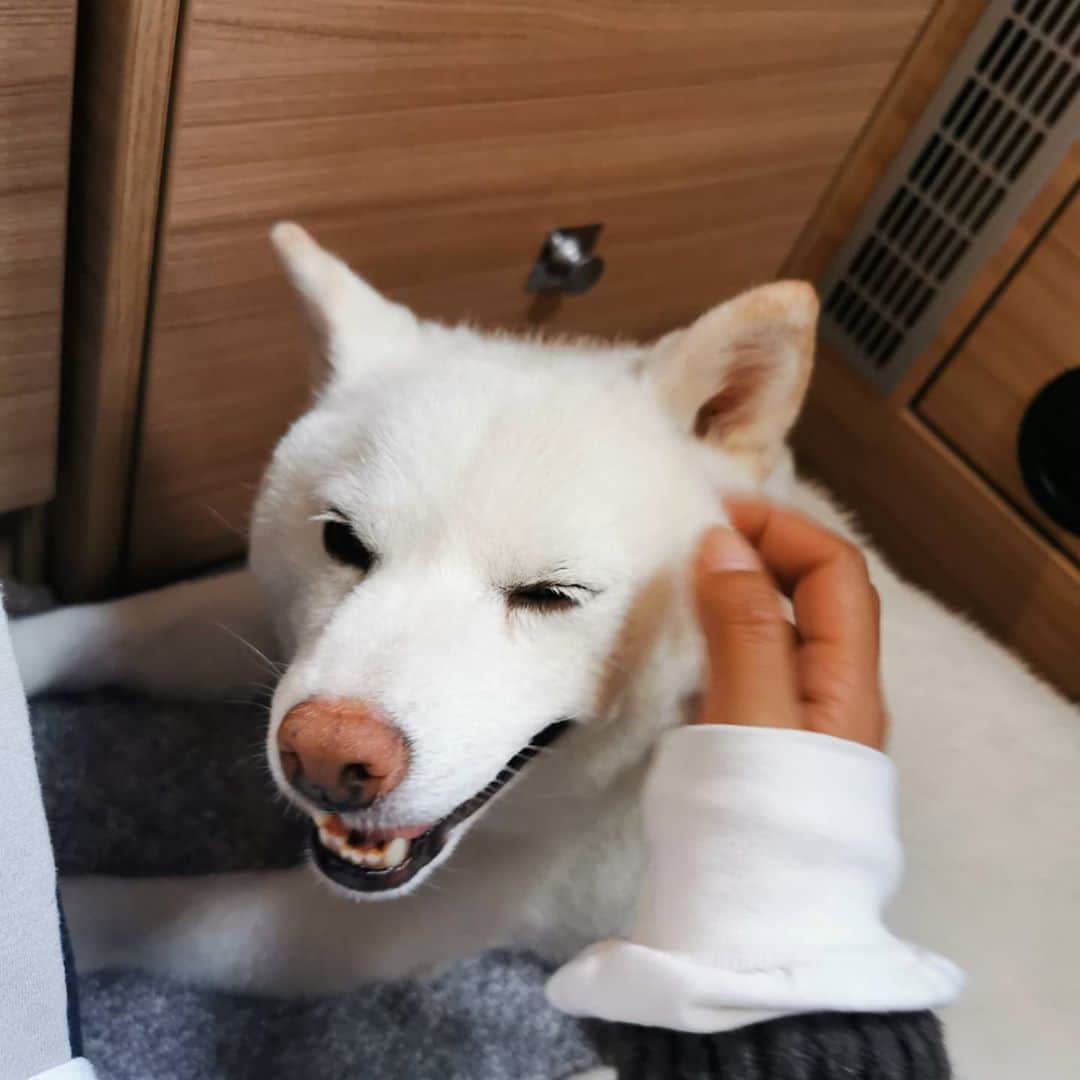 脇田恵子のインスタグラム：「おもち🐶💞」