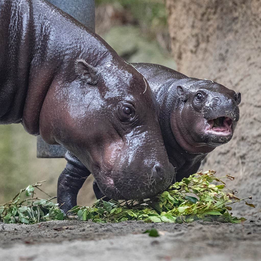 San Diego Zooさんのインスタグラム写真 - (San Diego ZooInstagram)「🗣 Once again, this is a PYGMY UNIT (aka pygmy hippo). They are smaller than river units (aka river hippos) and spend more time on land as demonstrated in this photo. Thank you. #TheMoreYouKnow #HipposAreNotEqual #SanDiegoZoo #PygmyPotato」10月1日 2時50分 - sandiegozoo