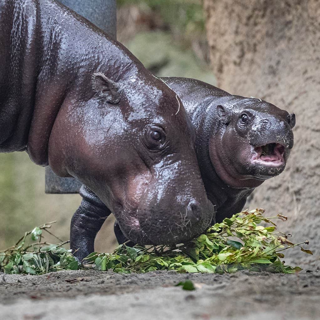San Diego Zooのインスタグラム