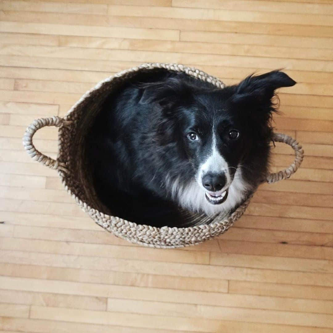 Emily McCrackenさんのインスタグラム写真 - (Emily McCrackenInstagram)「Basket o’pups」10月1日 3時34分 - muttadventures