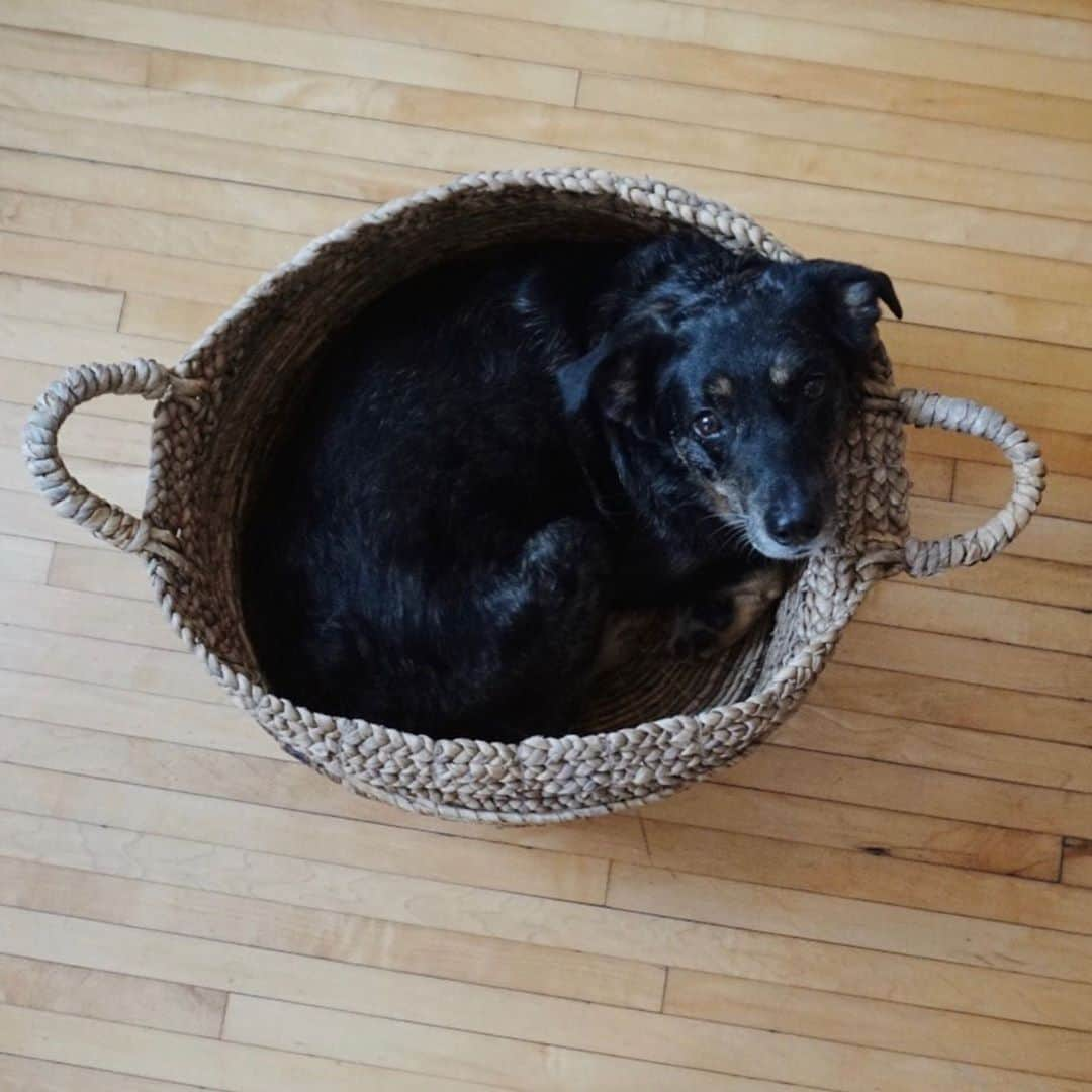 Emily McCrackenさんのインスタグラム写真 - (Emily McCrackenInstagram)「Basket o’pups」10月1日 3時34分 - muttadventures