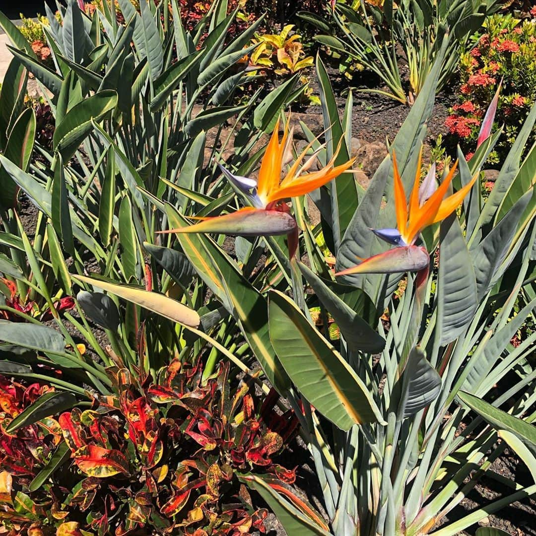 Honolulu Myohoji Missionさんのインスタグラム写真 - (Honolulu Myohoji MissionInstagram)「🌺 It’s been a good weather to take a walk (of course not on midday) and look for flowers!  If you take a short walk, it’s a good idea to walk slowly and be aware of your surroundings. If you walk at a park of somewhere has lots of nature, immerse your five senses. Taking care of your five senses is a good way of keeping your mind healthy 😇  * * #ハワイ #ハワイ好きな人と繋がりたい  #ハワイだいすき #ハワイ好き #ハワイに恋して #ハワイ大好き #ハワイ生活 #ハワイアン航空#HawaiianAirlines #ハワイ行きたい #ハワイ暮らし #オアフ島 #ホノルル妙法寺　#思い出#meditation #瞑想 #honolulumyohoji #honolulumyohojimission #御朱印女子 #開運 #穴場 #パワースポット #hawaii #hawaiilife #hawaiian #luckywelivehawaii #hawaiiliving #hawaiistyle #hawaiivacation」10月1日 4時00分 - honolulumyohoji