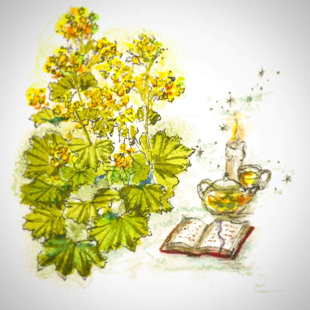 yokoさんのインスタグラム写真 - (yokoInstagram)「Hi,This is Marin😸   Thanks for all your likes and comments💖  My mom Yoko drew the cover and illustration for the Herb and wild grass Encyclopedia by Tomomichi Yamashita(@tomomichi0911 ), published by Bun-ichi Co.,Ltd(@bunichi_pr )🌿Available at bookstores or Amazon in Japan.  こんにちは。ニャンとワンのお世話係のyokoです🐾 10月10日、文一総合出版より野草研究家の山下智道さん(@tomomichi0911 )のハーブ図鑑『なんでもハーブ』が発売されます📚  以前よりハーブ苗のラベル用イラストを描かせてもらっていたご縁で、図鑑の表紙(著者原案)、巻頭コラムなどのイラストを担当させていただきました。  ハーブが好きな人はもちろん、野草や自然散策が好きな方にもおすすめのすごく楽しいポケット図鑑です❣️  『なんでもハーブ』 ぜひ読んでね😸🌿  #おじにゃん起きてー」10月1日 9時37分 - yoko_1011