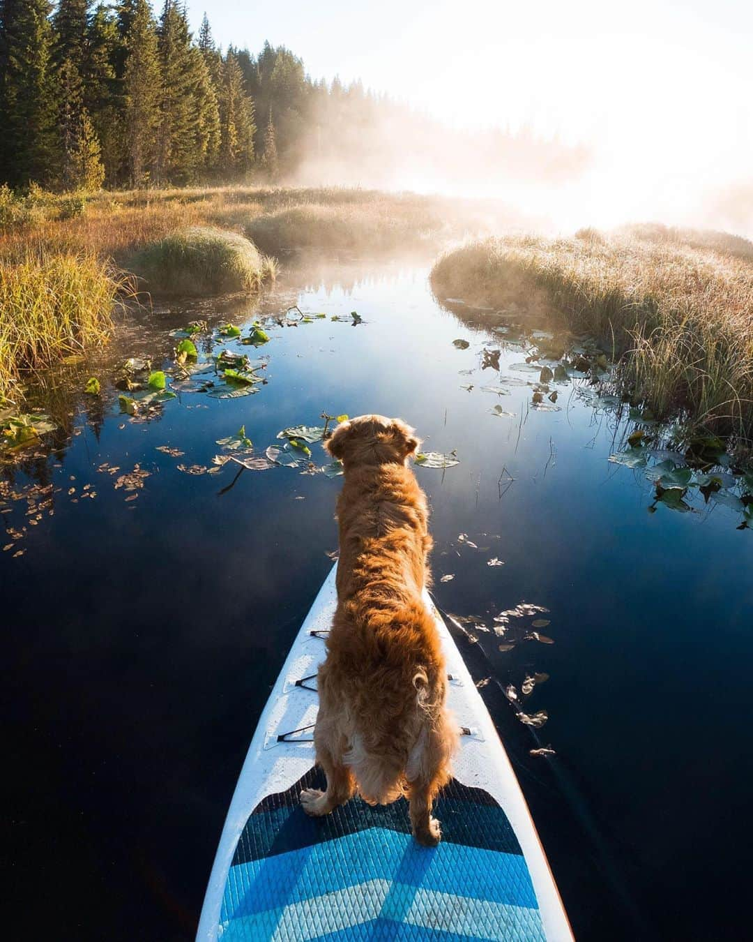 goproさんのインスタグラム写真 - (goproInstagram)「Photo of the Day: SUP with the pup 🐕 #GoProFamily members @andrew__muse, @kickerdogmuse + #GoProHERO9 Black ⠀⠀⠀⠀⠀⠀⠀⠀⠀ #GoPro #GoProPets #SUP #Sunrise #DogsofInstagram」10月1日 5時03分 - gopro