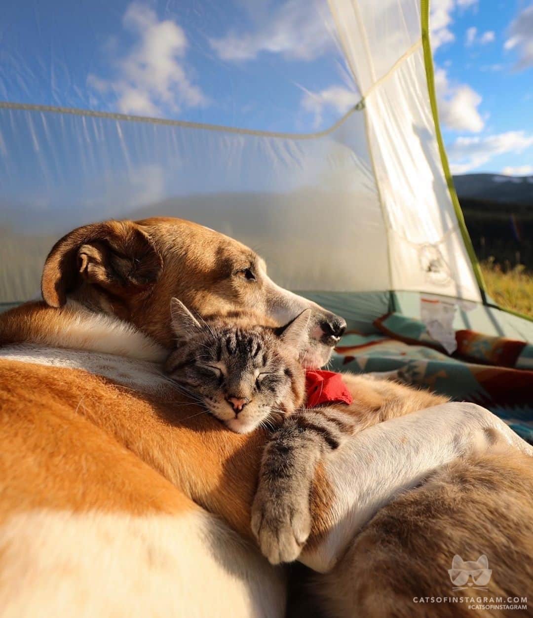 Cats of Instagramさんのインスタグラム写真 - (Cats of InstagramInstagram)「From @henrythecoloradodog: “You’re my golden hour 🌞🧡 - Kacey Musgraves” #catsofinstagram」10月1日 5時15分 - cats_of_instagram