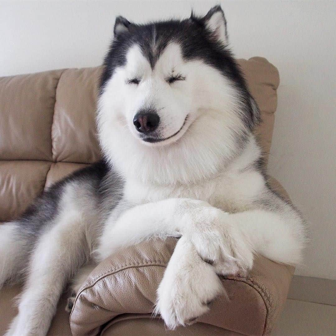 9GAGさんのインスタグラム写真 - (9GAGInstagram)「When hooman tells you you’re a good boi⠀ Follow @barked for more cute dogs!⠀ -⠀ 📷 @maruhusky⠀ -⠀ #barked #Husky #Malamute #9gag」10月1日 5時19分 - 9gag