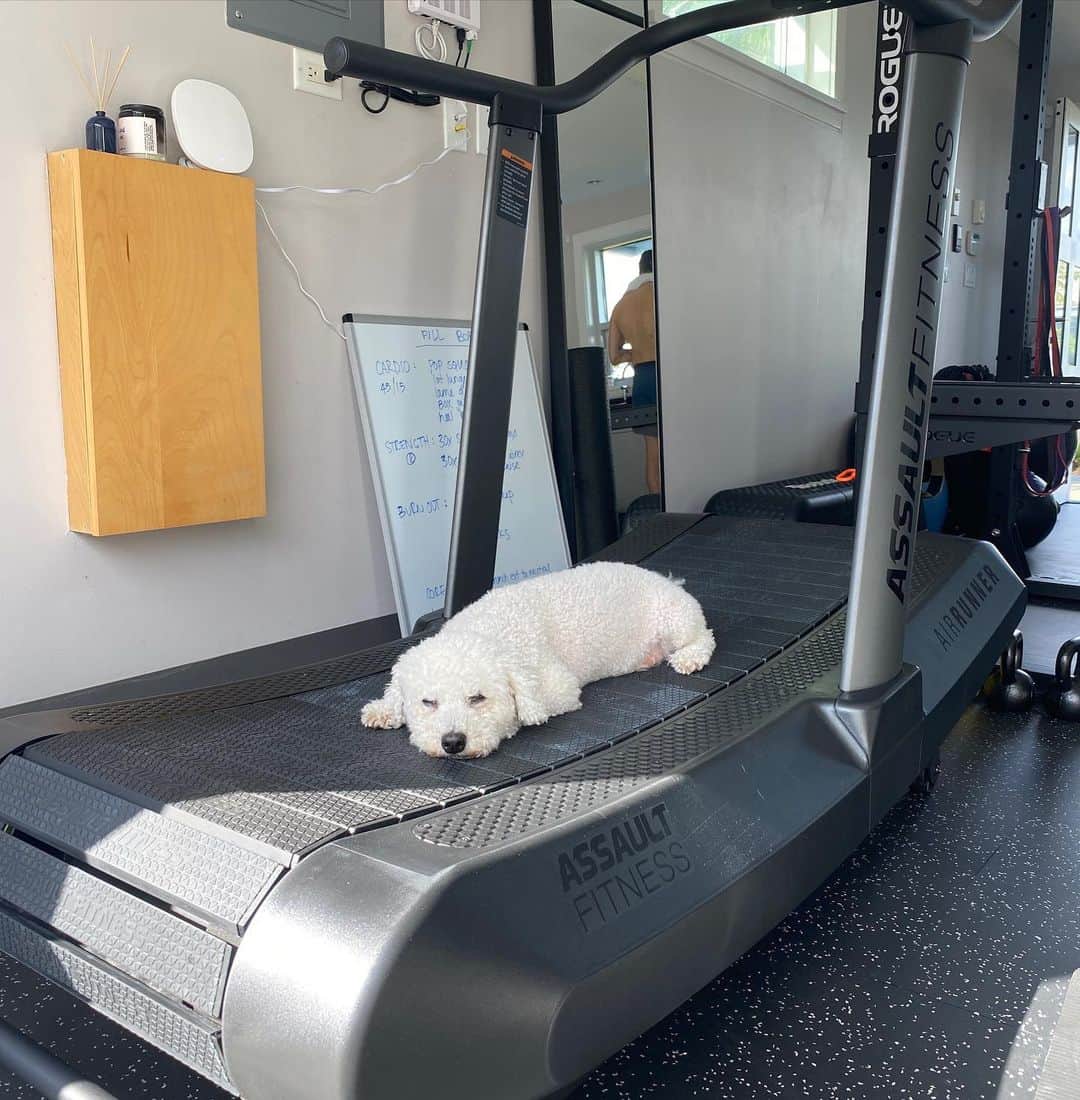 グラント・ガスティンのインスタグラム：「In more relaxing news. Here is Jett taking a nap on our new assault air runner treadmill.  Signing off IG for a while.」