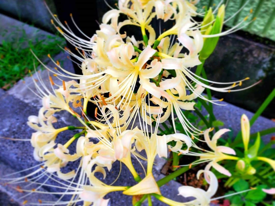 Shihoさんのインスタグラム写真 - (ShihoInstagram)「季節の花だね。曼珠沙華。 おしべが、おヒゲのようで可愛い。  #曼珠沙華 #彼岸花 #花 #flowers #singerslife」10月1日 5時27分 - fried_pride_shiho