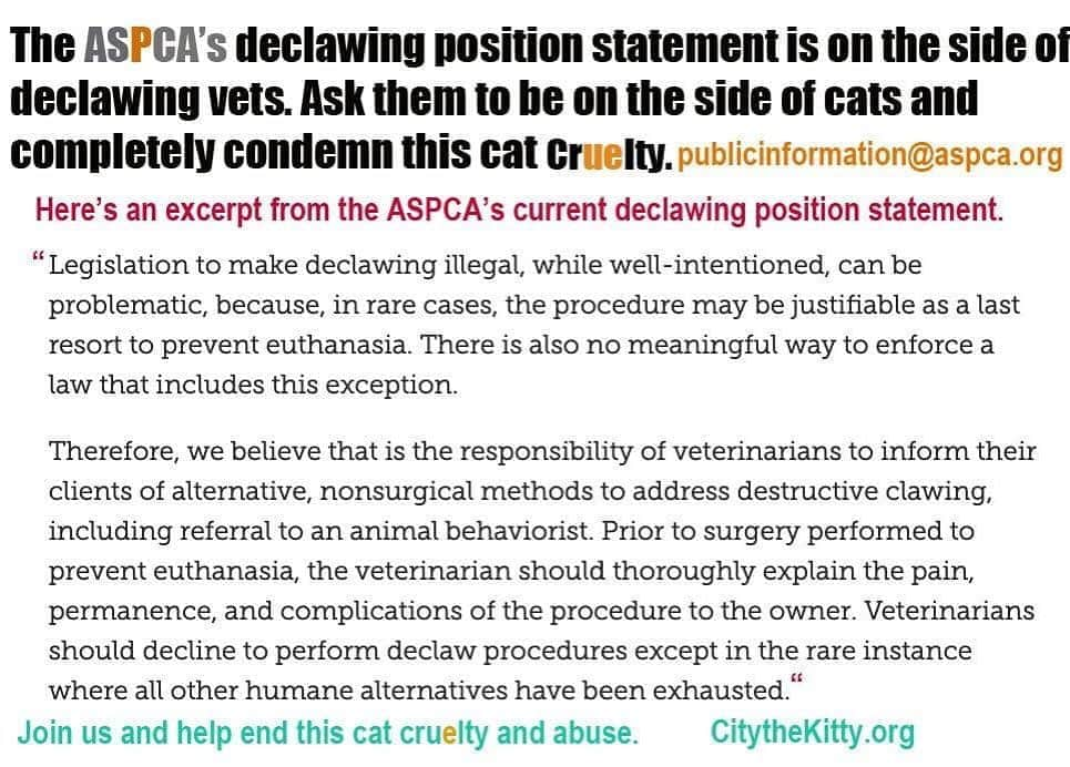 City the Kittyさんのインスタグラム写真 - (City the KittyInstagram)「Why is the @aspca’s declawing position statement on the side of declawing vets? 🙀😿 Why wouldn't they be on the side of innocent cats?  Declawing is cat cruelty. 😾😾 Please sign our petition to the ASPCA that’s on our Instagram bio link. 🙏🏻 And send the ASPCA a polite note and ask them to completely condemn this cruel and inhumane amputation procedure. publicinformation@aspca.org 🐾🐾🐾🐾 If you get a response, please send it to - citythekitty@gmail.com #PleaseHelp  Remind the #aspca about the thousands of declawed cats who are thrown away EACH year because of their behavioral issues from their toe bone amputations. Many are euthanized.  😿😿😿😿😿 #DoTheRightThing #aspcanyc #DoSomething #cat #Cruelty  #cats」10月1日 5時37分 - citythekitty