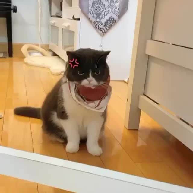Aww Clubのインスタグラム