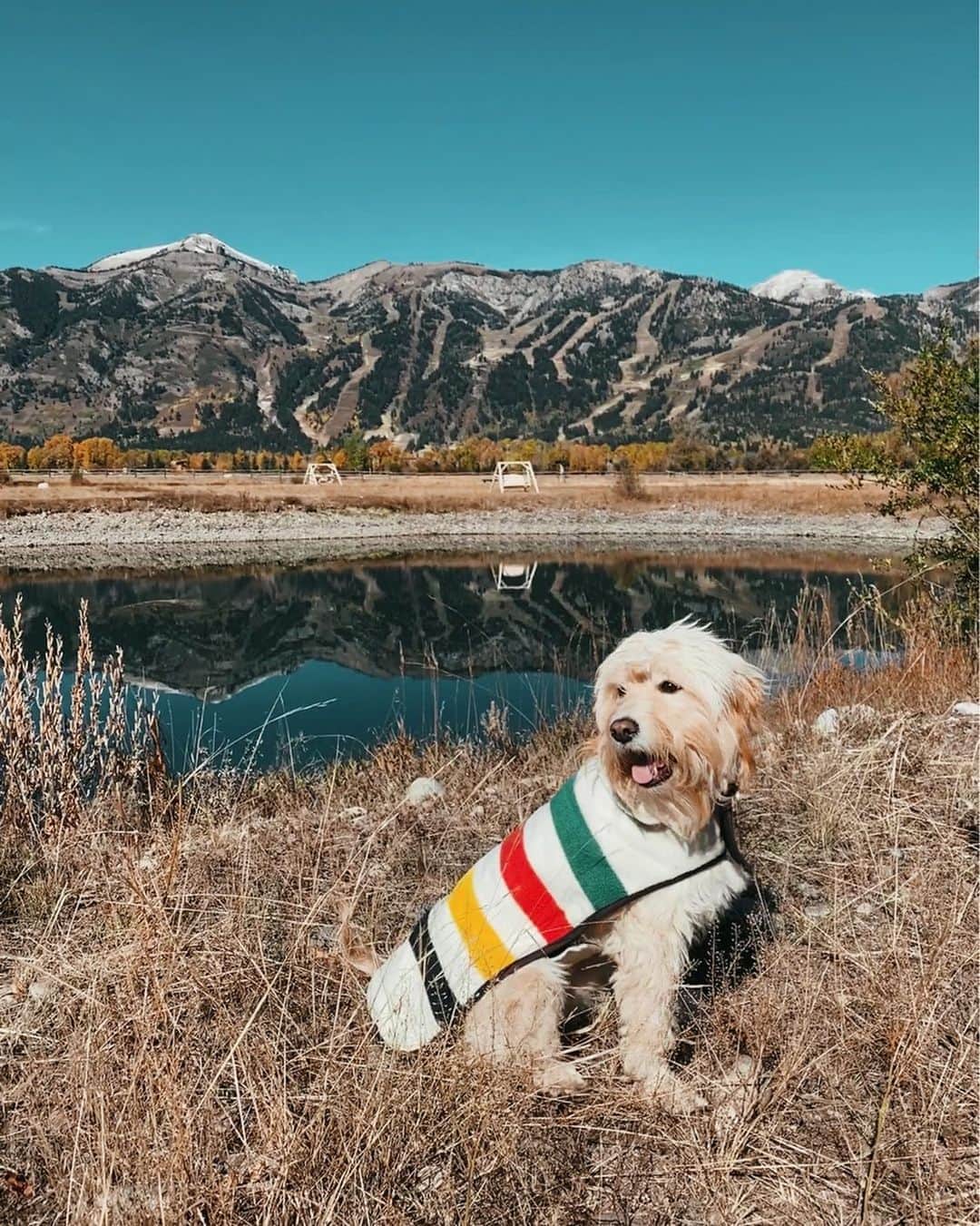 ケイト・ボイージェルのインスタグラム：「Nola’s fall capsule wardrobe is already putting mine to shame 🐾🍁🏔 I gotta admit that mountain life looks good on this little city pup! Absolutely loving this place and seeing her have the time of her life is these big open spaces 🌿 .  you can screenshot this pic and get all the details on her cozy coat via the @liketoknow.it app! 🐶 #ltkfamily #ltkunder50 #jacksonhole #wyominglife #dogsinclothes #dogsinwilderness #dogsincostumes #dogsinnature #wheatenterrier #wheatensofinstagram #pendleton @pendletonwm」