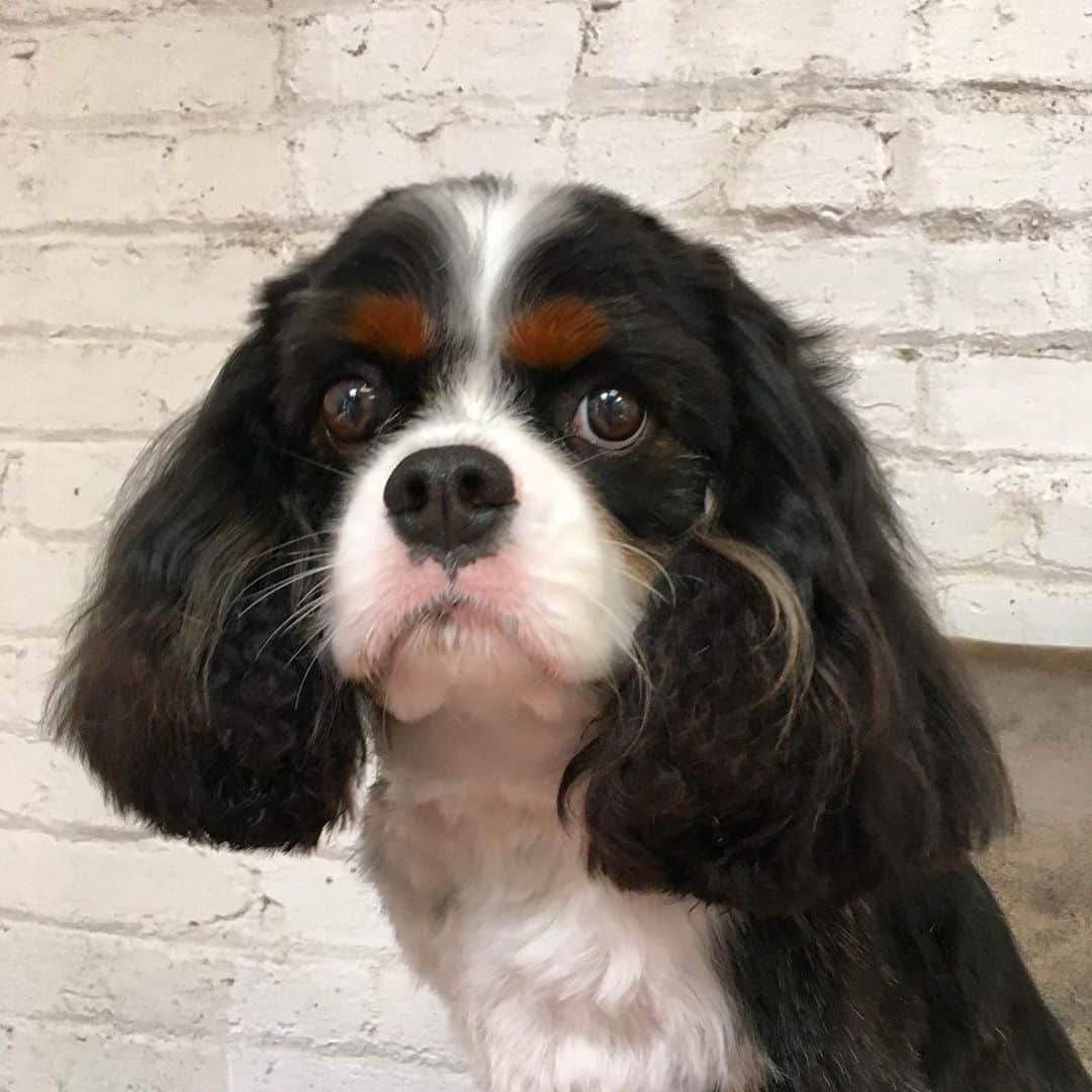 Dogs by Ginaのインスタグラム：「Not too sure about last night.」