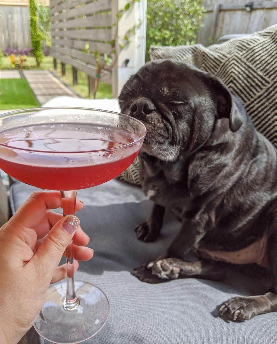 ロッコのインスタグラム：「Pure vibes   Vibe recipe: 1 cocktail for human 1 doggie Prozac for Weldon Enjoy 😉  #Ohmyweldon #pug #pugstagram #pugsofinstagram #dogsofinstagram #weeklyfluff #theweekoninstagram #austindogs #dogsofbark #teampixel #atx #buzzfeedanimals #speakpug #imbibe #happyhour #cocktails #craftcocktails」