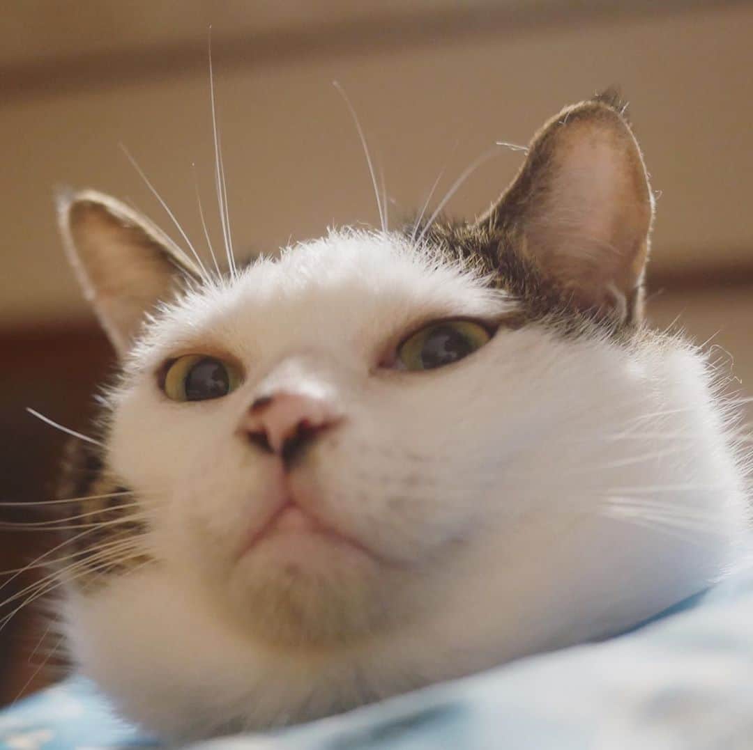 のインスタグラム：「㊇ また大きくなった #八おこめ #ねこ #冬スタイル」