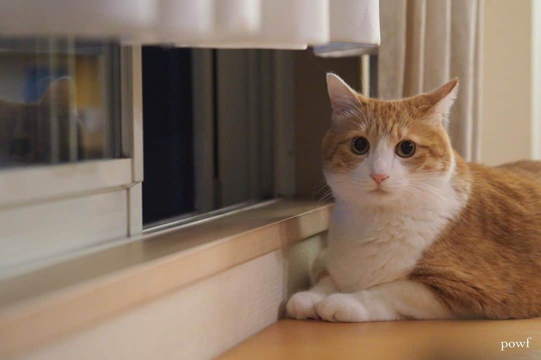 anemone_69のインスタグラム：「. #ハカセとキョウジュ #窓辺のハカセとキョウジュ #茶トラ白 #茶白 #cat #猫 #保護猫 . . .」