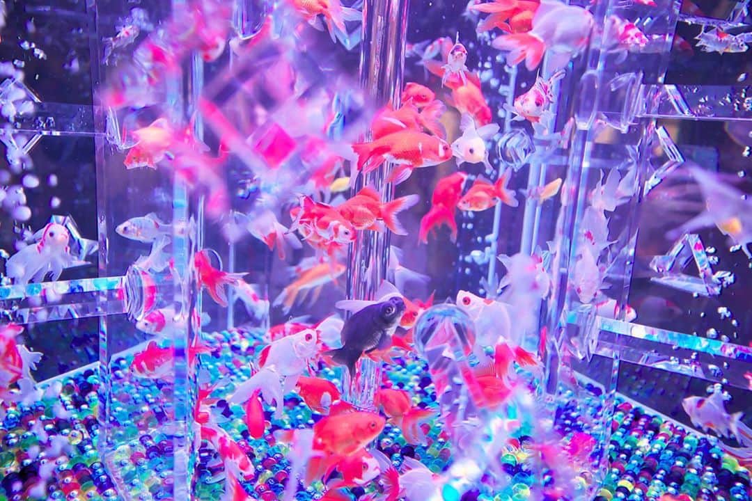kiccyomuのインスタグラム：「☁️ 2020.10.01 Thu #アートアクアリウム 優雅な金魚たち🍂 涼しげ〜  今日から10月…早いネ〜 今月もよろしくお願いします😊 明日も元気に🤗  location #東京 📷撮影 2020年9月13日」