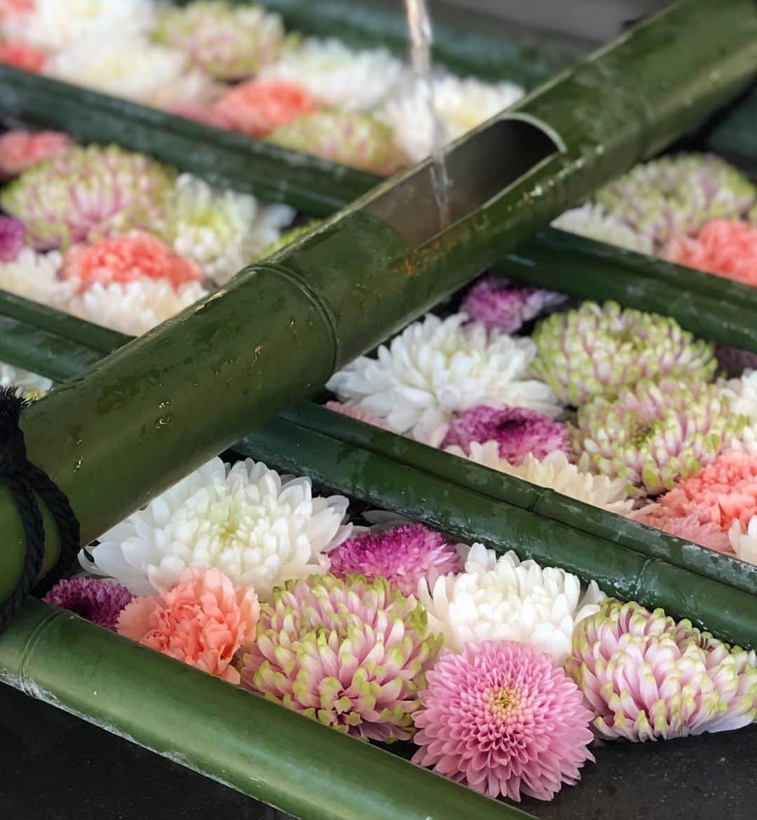進藤やす子のインスタグラム：「✳︎ 昨日は秋晴れの中、日枝神社へ。 . 先週の訪問時には無かった花手水が綺麗でした🌸🌼✨ . 御朱印もいただき大満足😊  3年前（のちょうど10月）には日枝神社の総本山の日吉大社⛩@滋賀県にも参拝したのに、当時はまだ御朱印を集めてなかったのよね...悔やまれる💦 . . #日枝神社 #日枝神社御朱印  #花手水 #永田町」