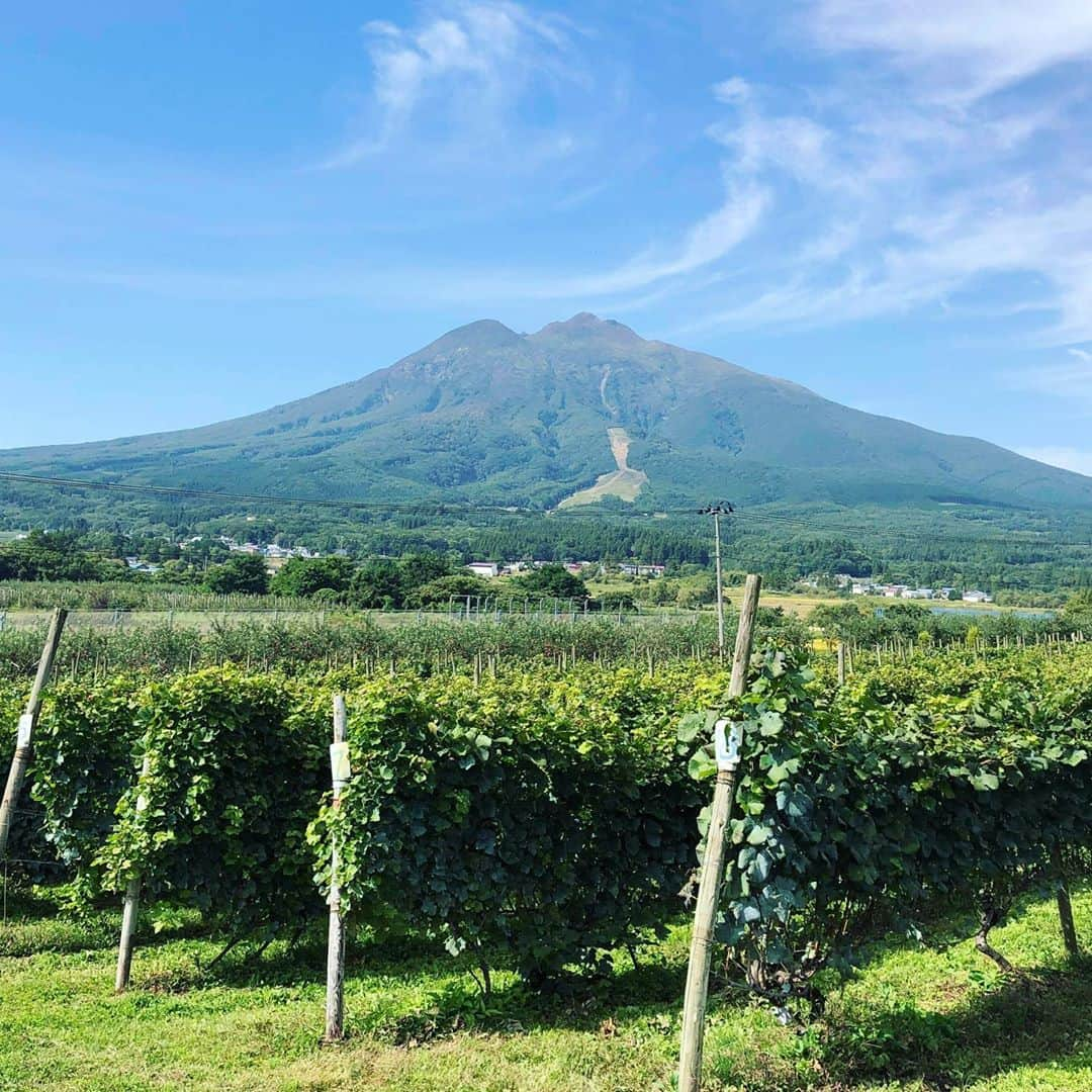 ひぐち君さんのインスタグラム写真 - (ひぐち君Instagram)「10/4(日)21:00〜は、 オンラインサロン「ひぐち君の日本ワイン会」にて、リモート"サントリー・ジャパンプレミアム津軽産ソーヴィニヨンブラン"の会を開催させていただきます🍷 日本ワインコンクールにて、2016年から3年連続金賞を受賞しているワインです🥇 昨日の9/30、サントリーワインインターナショナルは、青森県弘前市および、JAつがる弘前と、津軽産ワインぶどうの生産拡大に向け、"10年間の協定"を締結しました🤝 ↓↓↓ https://www.suntory.co.jp/news/article/13770.html その辺りのお話などなど、企画部部長・松尾英理子さんに伺います😊 参加特典で頂いたビジュノワールのプレゼントは終了してしまいましたが、まだまだ全国からのご参加お待ちしております🙇 #サントリー #suntory  #サントリーワインインターナショナル  #ジャパンプレミアム #津軽産ソーヴィニヨンブラン 2019🍷 #sauvignonblanc 🍇 #青森県　#弘前市 #jaつがる弘前  #岩木山  #登美の丘ワイナリー  #日本ワイン　🇯🇵 #japanesewine #vinjaponais  #wine #vin #vino #winetime #winelover  #instawine #wineexpert  #tokyo  #zoom #zoomwinetasting  #リモートワイン会  #オンラインサロン #ひぐち君の日本ワイン会  https://lounge.dmm.com/detail/1486/」10月1日 18時33分 - higehiguchi