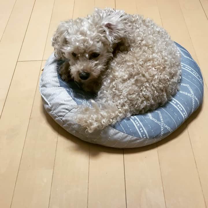 チャチャ丸のインスタグラム：「おやすみなさい💤 朝から眠りにつくプードル。 #パパはいってらっしゃい . . #トイプードル #toypoodle #dogstagram #poodle」