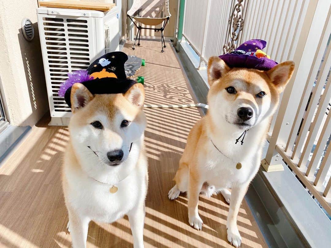 柴犬Mamesuke・Korosuke??大阪さんのインスタグラム写真 - (柴犬Mamesuke・Korosuke??大阪Instagram)「🐱🐻 🐾----*----*----*----*🐾 🎃October🎃 今日から10月✨ 今月も宜しくねー❤️ ・ 2枚目⇨朝から帽子かぶせられて、 ご機嫌斜めな豆コロでした（笑） 🐾----*----*----*----*🐾 #MameKoro #豆コロ #豆柴 #柴犬 #赤柴 #豆介 #コロ介 #shibagram #shibastagram #shibainu #shiba #shibadog #🐕📷 #いぬのきもち」10月1日 9時45分 - mame_suke_i