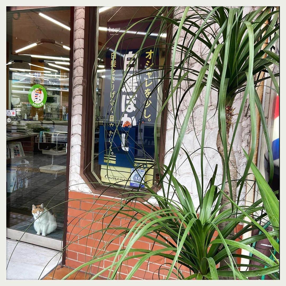 kumikoのインスタグラム：「地元の床屋さん猫率高し！」