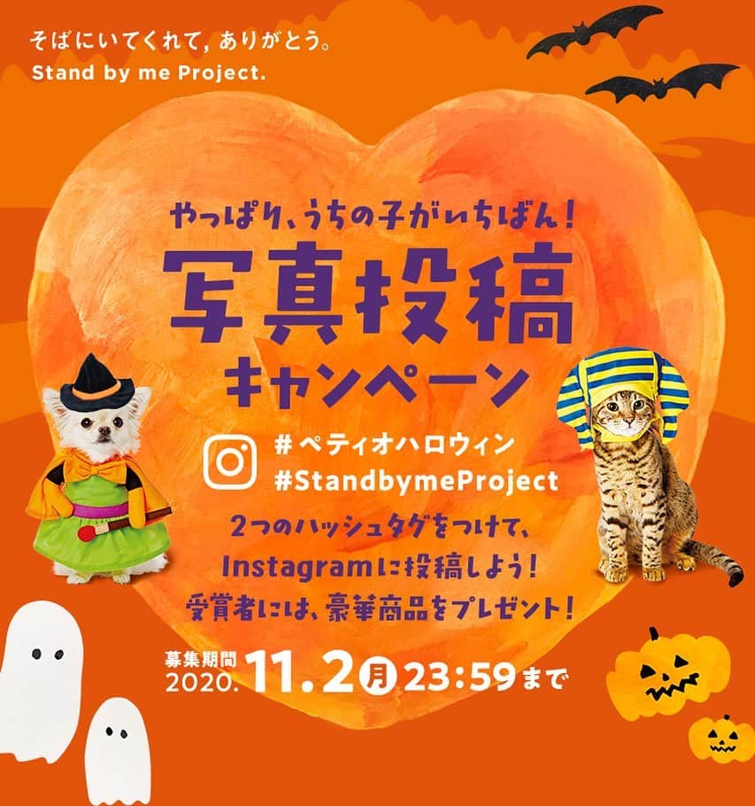 Petioさんのインスタグラム写真 - (PetioInstagram)「やっぱり、うちの子がいちばん！ 写真投稿キャンペーンSTART📢✨ ・ キャンペーンハッシュタグ #ペティオハロウィン と #StandbymeProject をつけて仮装したうちの子の写真を投稿してね📷 投稿された写真の中から抽選で世界に1つだけの「うちの子オリジナルアクリルフォト」やPetio BOXをプレゼント🎁 ・ さらに今年は、キャプション（投稿文）に、「おうち時間や新しい日常で感じたペットへの感謝の想い」を書くと当選確率アップ！ ・ たくさん投稿してステキなプレゼントをGETしよう🐶🐱 ・ ●応募方法 ①Petio公式Instagramアカウント[ @petio_ ]をフォロー！ ②ハッシュタグ #ペティオハロウィン #StandbymeProject をつけて、仮装したかわいいうちの子写真を投稿📷  ・ ●応募締め切り 11月2日(月) 23:59まで ・ ・ ▼詳しくはこちらかプロフィールからご確認ください💁‍♀️ https://www.petio.com/campaign/uchinoko2020/halloween/ ・ みなさんのたくさんのご応募お待ちしていますっ🐶📷🐱♡ ・ 写真は昨年の入賞したお友だちたち💗 @taru_4_17  @chatoranekogen  @juju0913ko  @hina_877  @mame101daifuku516  @shiawaseko  ・ #おやつくれなきゃイタズラしちゃうぞ #ペティオ #petio #写真投稿キャンペーン #キャンペーン #campaign #ハロウィン #halloween #halloweencostume #うちの子 #いぬ #犬 #イヌ #ねこ #猫 #ネコ #ペット #dog #cat #pet #photo #かわいい ・ #ペティオハロウィン を付けて投稿してくれると@petio_ でしょうかいされるかも🤗」10月1日 10時30分 - petio_