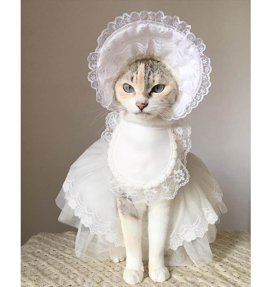 Petioさんのインスタグラム写真 - (PetioInstagram)「やっぱり、うちの子がいちばん！ 写真投稿キャンペーンSTART📢✨ ・ キャンペーンハッシュタグ #ペティオハロウィン と #StandbymeProject をつけて仮装したうちの子の写真を投稿してね📷 投稿された写真の中から抽選で世界に1つだけの「うちの子オリジナルアクリルフォト」やPetio BOXをプレゼント🎁 ・ さらに今年は、キャプション（投稿文）に、「おうち時間や新しい日常で感じたペットへの感謝の想い」を書くと当選確率アップ！ ・ たくさん投稿してステキなプレゼントをGETしよう🐶🐱 ・ ●応募方法 ①Petio公式Instagramアカウント[ @petio_ ]をフォロー！ ②ハッシュタグ #ペティオハロウィン #StandbymeProject をつけて、仮装したかわいいうちの子写真を投稿📷  ・ ●応募締め切り 11月2日(月) 23:59まで ・ ・ ▼詳しくはこちらかプロフィールからご確認ください💁‍♀️ https://www.petio.com/campaign/uchinoko2020/halloween/ ・ みなさんのたくさんのご応募お待ちしていますっ🐶📷🐱♡ ・ 写真は昨年の入賞したお友だちたち💗 @taru_4_17  @chatoranekogen  @juju0913ko  @hina_877  @mame101daifuku516  @shiawaseko  ・ #おやつくれなきゃイタズラしちゃうぞ #ペティオ #petio #写真投稿キャンペーン #キャンペーン #campaign #ハロウィン #halloween #halloweencostume #うちの子 #いぬ #犬 #イヌ #ねこ #猫 #ネコ #ペット #dog #cat #pet #photo #かわいい ・ #ペティオハロウィン を付けて投稿してくれると@petio_ でしょうかいされるかも🤗」10月1日 10時30分 - petio_