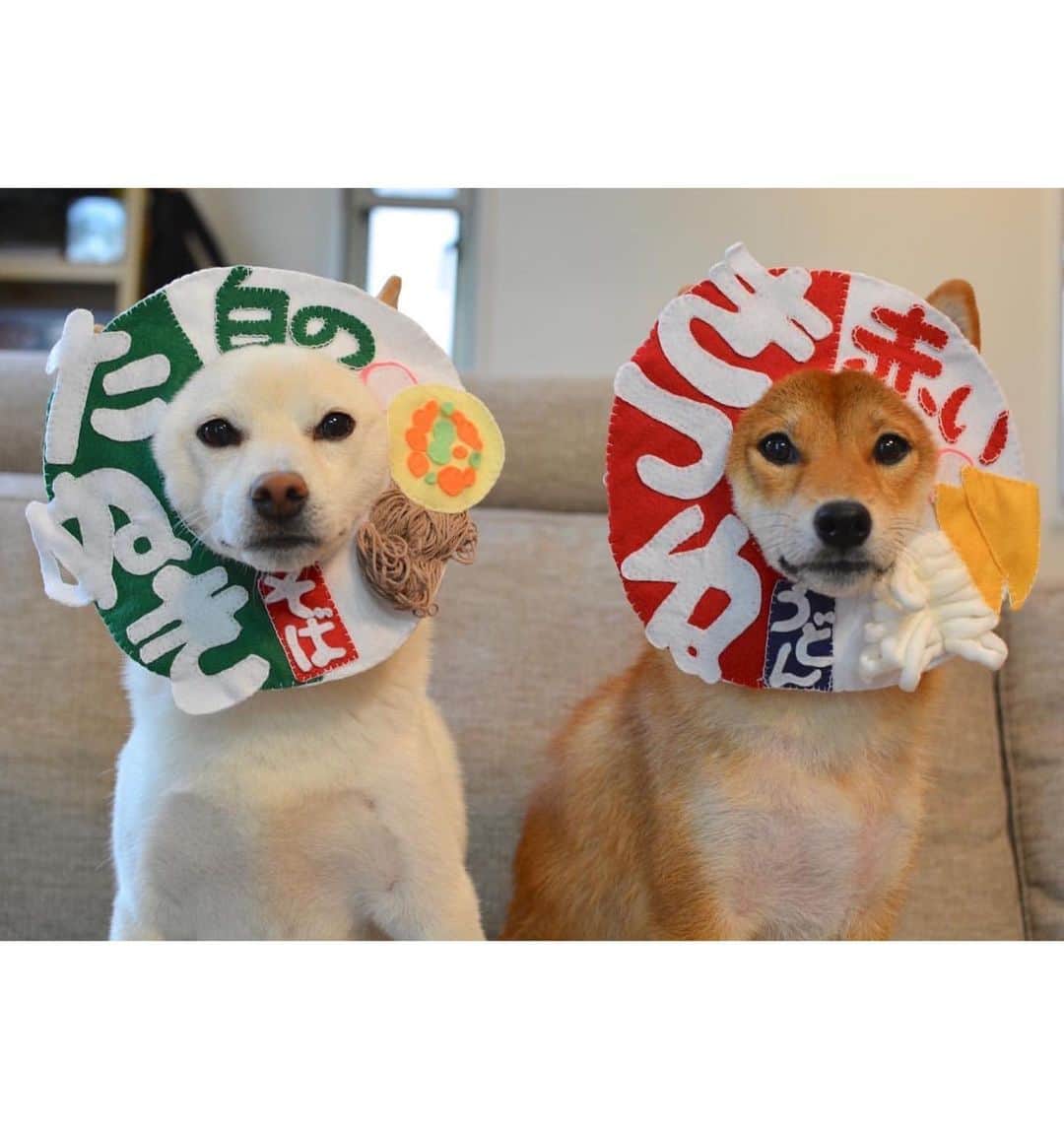 Petioさんのインスタグラム写真 - (PetioInstagram)「やっぱり、うちの子がいちばん！ 写真投稿キャンペーンSTART📢✨ ・ キャンペーンハッシュタグ #ペティオハロウィン と #StandbymeProject をつけて仮装したうちの子の写真を投稿してね📷 投稿された写真の中から抽選で世界に1つだけの「うちの子オリジナルアクリルフォト」やPetio BOXをプレゼント🎁 ・ さらに今年は、キャプション（投稿文）に、「おうち時間や新しい日常で感じたペットへの感謝の想い」を書くと当選確率アップ！ ・ たくさん投稿してステキなプレゼントをGETしよう🐶🐱 ・ ●応募方法 ①Petio公式Instagramアカウント[ @petio_ ]をフォロー！ ②ハッシュタグ #ペティオハロウィン #StandbymeProject をつけて、仮装したかわいいうちの子写真を投稿📷  ・ ●応募締め切り 11月2日(月) 23:59まで ・ ・ ▼詳しくはこちらかプロフィールからご確認ください💁‍♀️ https://www.petio.com/campaign/uchinoko2020/halloween/ ・ みなさんのたくさんのご応募お待ちしていますっ🐶📷🐱♡ ・ 写真は昨年の入賞したお友だちたち💗 @taru_4_17  @chatoranekogen  @juju0913ko  @hina_877  @mame101daifuku516  @shiawaseko  ・ #おやつくれなきゃイタズラしちゃうぞ #ペティオ #petio #写真投稿キャンペーン #キャンペーン #campaign #ハロウィン #halloween #halloweencostume #うちの子 #いぬ #犬 #イヌ #ねこ #猫 #ネコ #ペット #dog #cat #pet #photo #かわいい ・ #ペティオハロウィン を付けて投稿してくれると@petio_ でしょうかいされるかも🤗」10月1日 10時30分 - petio_
