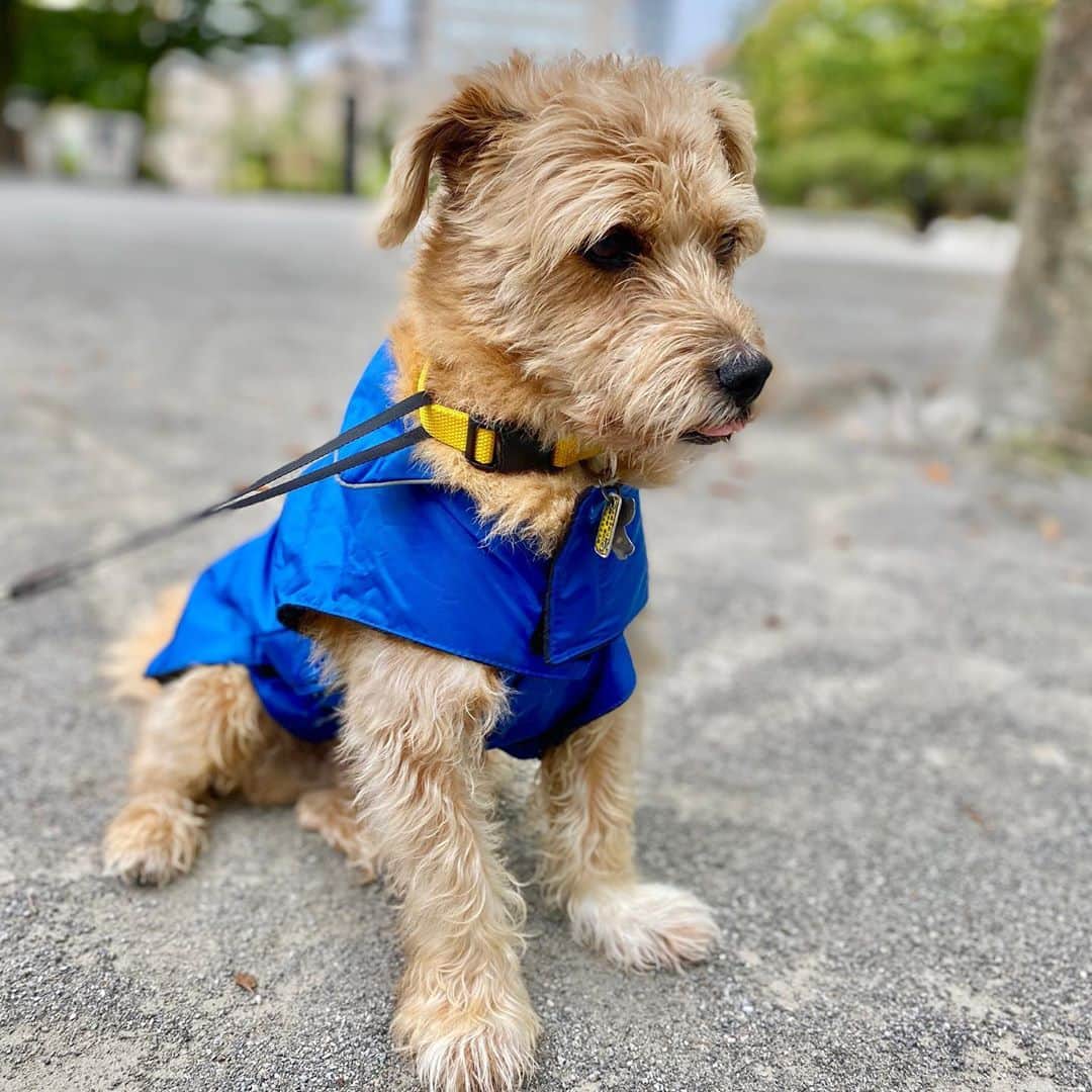宮本亜門さんのインスタグラム写真 - (宮本亜門Instagram)「あめがぽつぽつ。きょうから10がつだよ。すてきなすたーとにしてね😊✨　#今日から10月　#雨の木曜日　#もう少しで晴れるかな　#保護犬　#ビート　#宮本亞門」10月1日 10時45分 - beatamon