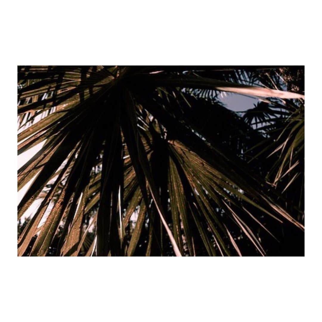 ティーバッグスさんのインスタグラム写真 - (ティーバッグスInstagram)「Dark palm ✨ Photograph by @isabellabstudio. #ArtWeLove #MISAworld」10月1日 11時19分 - misa_losangeles