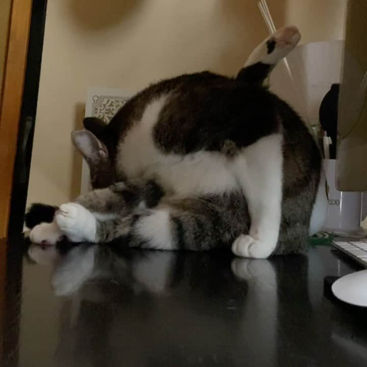 MAKO0MAKO0のインスタグラム：「Ohagi is so flexible. #cat #flexible #catlife #grooming #catasticworld #mako0mako0 #catlover #ねこ　#ねこ動画　#おはぎちゃん　#猫のいる暮らし #体が柔らかい猫 #まこまこ　#猫スタグラム」