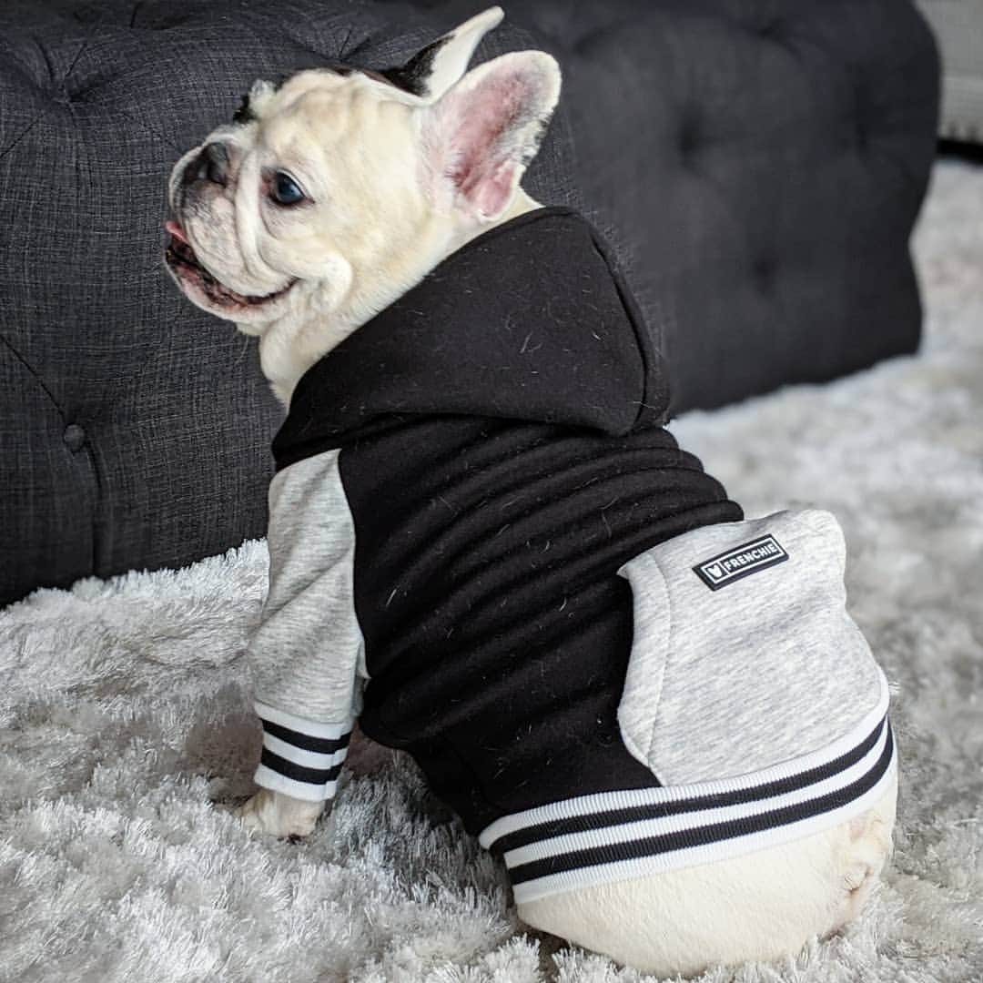 Manny The Frenchieのインスタグラム：「It's that time of year again...hoodie season! 😃」