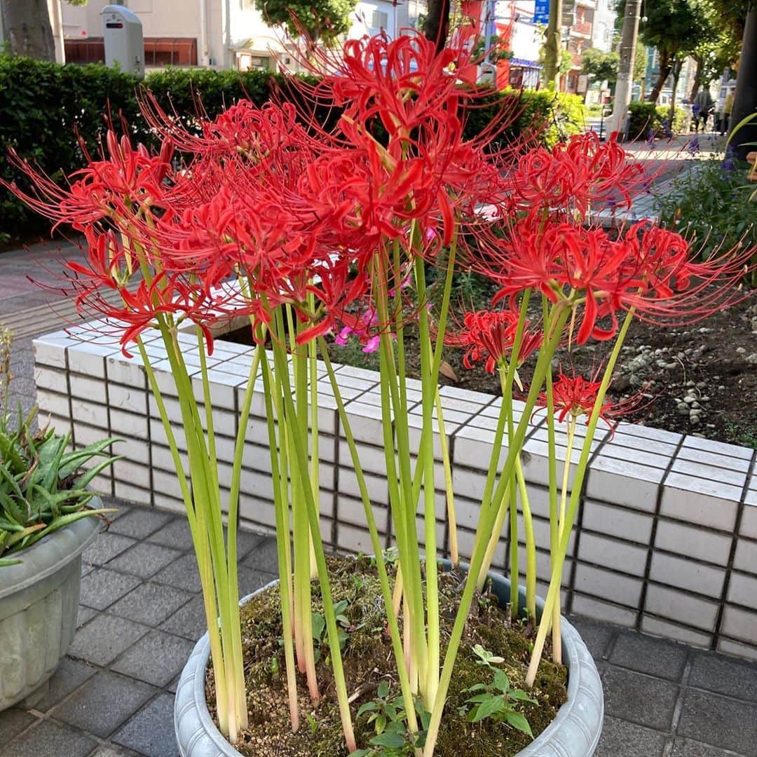 佐藤竜雄のインスタグラム：「街なかの赤い花 #曼珠沙華 #彼岸花 #秋晴れ」
