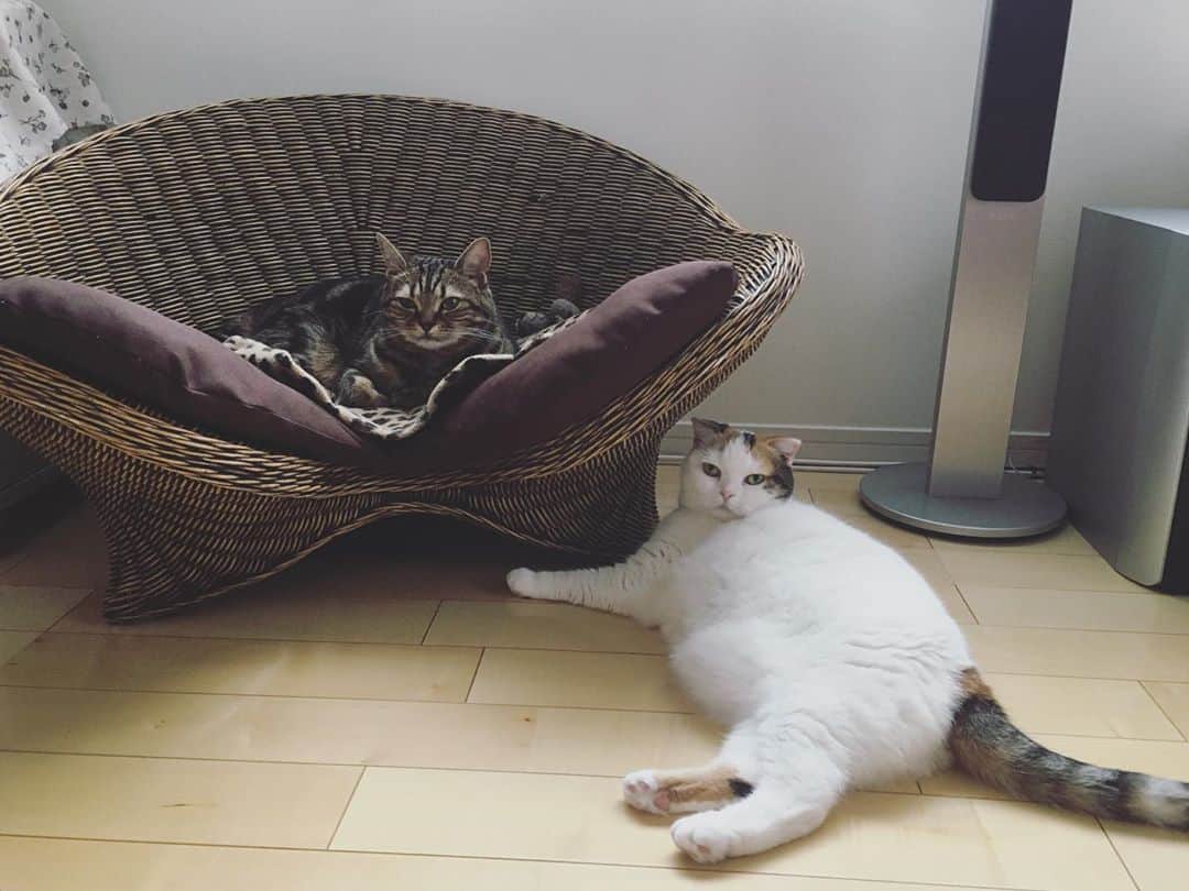 ありす & まりあのインスタグラム：「How are you guys.🧁白って膨張しちゃう」