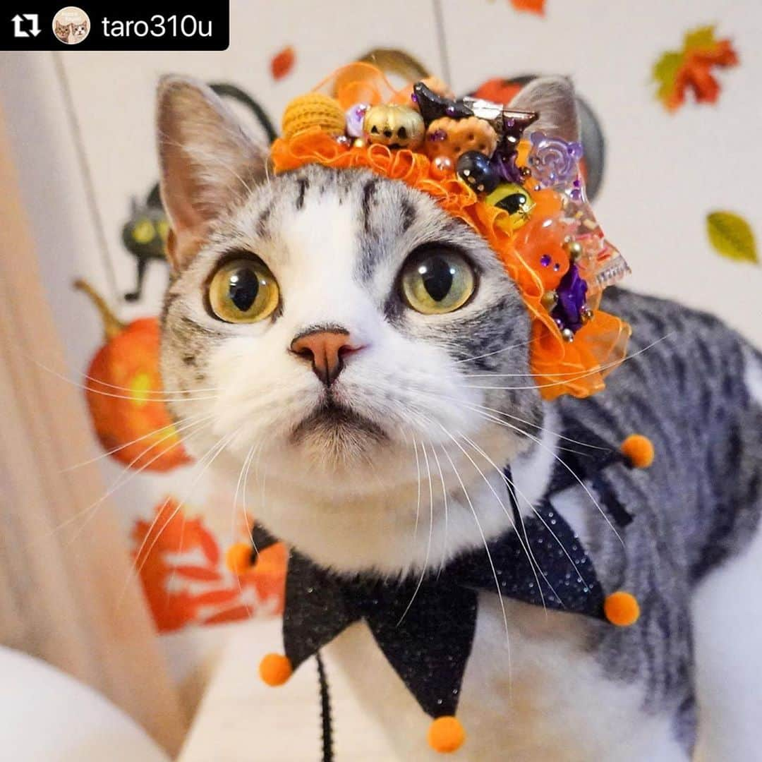 ねこさんのインスタグラム写真 - (ねこInstagram)「【#ねこは人を笑顔にする】❣️ 10月だ❣️ハロウィンだ❣️🎃👻✨ @taro310u さん、ありがとう⛹️‍♀️🌈 #Repost @taro310u with @make_repost ・・・ ハロウィンのおめかし🎃✨﻿ ﻿ ♡zyalousy♡ @jinrinaakubinico816 さまの﻿ ランタンの街並み＆ナイトメアシリーズ2020﻿ カチューシャ…ハロウィン仕様😻﻿ ﻿ かわいいが盛りだくさんでキュンキュンします🥺💗﻿ カチューシャの猫のお目目がコユキの目の色と同じなのが﻿ さらにキュンです😭💗﻿ ﻿ collier @collier_mignon さまの﻿ ハロウィンのピエロカラーと合わせて﻿ ﻿ #zyalousy #じゃらしー作品で世界を癒す ﻿ #zyalousyがつくるカチューシャ #にゃんてり庵 #ハロウィン﻿ #さばしろ #猫との暮らし #猫好きな人と繋がりたい #instagramcats #고양이 #nekoclub #フェリシモ猫部 #nyancon01 #サンデイ #catstagram_japan #ねこは人を笑顔にする #ペコねこ部 #ねこちゃんホンポ #ねこのきもち #pecotv #pecobox #sippoストーリー #シマホレスキュー  #ペトラフ #ペトラフの秋 #ビューティープロコンテスト @beautypro_contest #ハロウィン #helloween」10月1日 11時39分 - neko_magazine