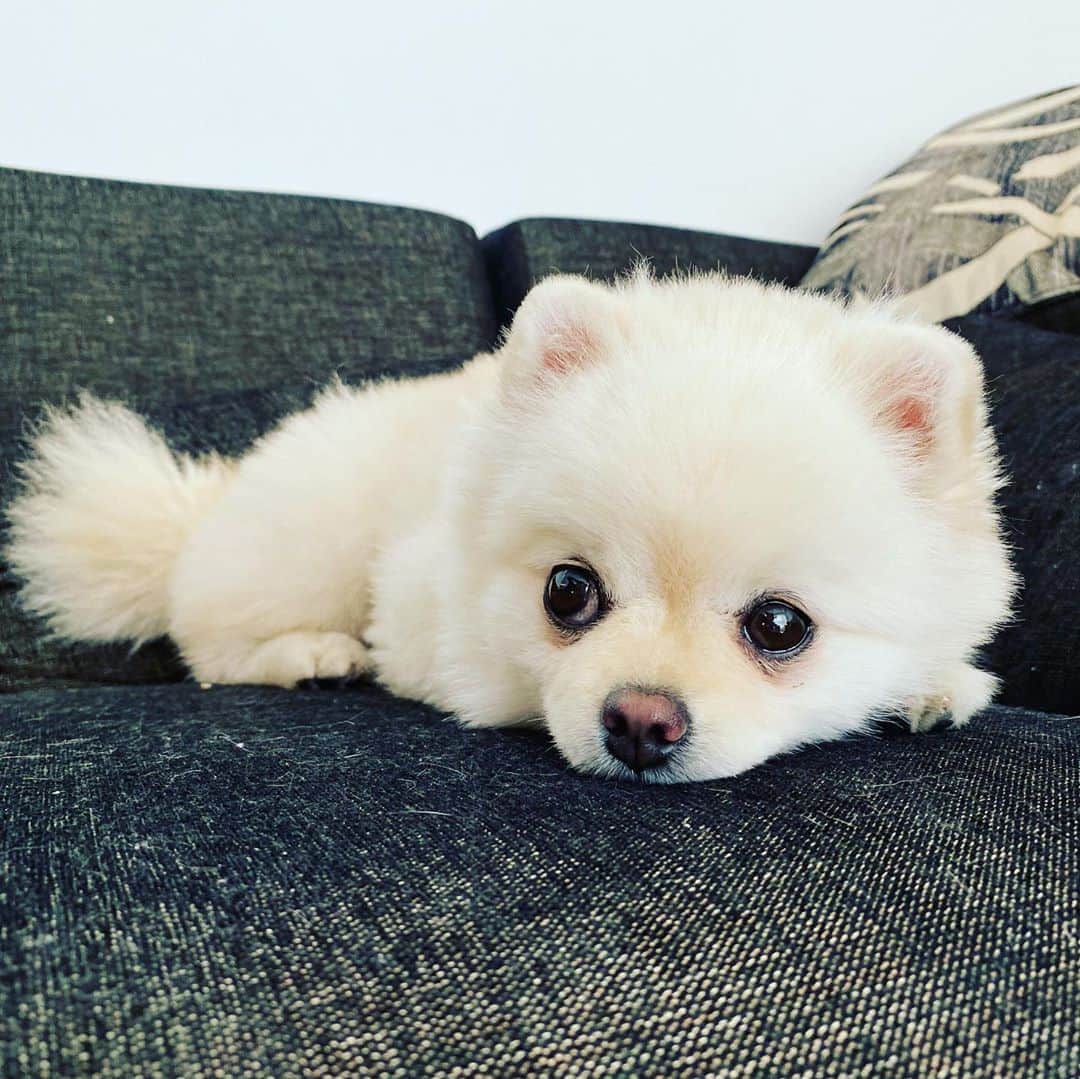 のインスタグラム：「一つ前の投稿に『ある犬のおはなし』を載せました。 この動画は、 @hana_matsushima_animal  さんの投稿から引用させていただきました。  日本では、1日あたり１００匹以上の犬猫が殺処分されています。これは2019年度の数字ですが、減ってきていてもこの数字です。  決して安楽死なんかじゃありません。 ガス室の中で、怖くて震えながらもがき苦しんで死んでいくそうです。  迷子や野犬、ブリーダーの飼育崩壊、ペットショップなどで売れ残った子などの他に、驚くことに、飼い主の持ち込みが多いのも現実です。  飼い主からの持ち込み理由は「引っ越すから」「赤ちゃんが産まれたから」「子供がアレルギーだから」「（飼い主が）高齢になり面倒をみられなくなった」「ペットが病気になった」「ペットが高齢になった」「医療費が払えない」などが多く、そしてさらに信じがたい理由として「トイレを覚えない」「鳴き声がうるさい」「可愛くない」「子供が飽きた」など無責任な飼い主の一方的な理由があげられます。  信じられません。 命を棄てることに、正当な理由なんてありません。 なんの罪もない犬猫達が、人間の勝手で命を奪われる。 こんなことがいつまで続くのでしょうか？  犬猫は、驚くほど感情豊かです。 喜怒哀楽もはっきりあります。 様々なことを敏感に察知して感じとります。 そしてまっすぐに飼い主のことを愛しています。 このような最期を迎えなければならない犬猫がどんな思いで死んでいくか 考えただけで涙が止まりません。  こういった問題について触れると 驚くことに、犬猫が好きな方からも 『そういうのは辛いから見ない、聞かないようにしている。』 というような意見を聞きますが 辛い気持ちはわかるけれど こんな辛いことが現実に起こっているんです。 知らなければ この悲惨な現状は変わりません。 苦しみながら死んでいき、ゴミのように捨てられる命を救えません。 逆に、一人一人が知ることで 未来は大きく変わるのではないかと思います。  どうか、1人でも多くの人にこの現実を知ってほしいです。  コロナ禍のペットブームで 安易にペットを飼い すでに捨てられる子達が出てきているのも現状です。  どうか、ぬいぐるみを買うような感覚で犬猫を買わないでください。  お金と時間と労力がかかり、家は汚れるし匂いもつきます。 そしてそれは、一時的なものでなく、犬猫達が生涯を終えるまで続きます。 終生飼育は当たり前のことであり、最期を迎えるその日まで愛情を持って面倒を見ることは、飼い主になることの最低条件だと思います。  そして、助けを必要としてる、家族を必要としてる犬猫たちがたくさんいます。 少し調べたら、たくさんの保護犬、保護猫たちに出会うことができます。 どうか、その中で出会う子を迎え入れることを選択肢に入れてください。 私は二度と命をお金で買いません。  5年後、10年後には 皆が、 『殺処分てなに？』 『え？ちょっと前までペットショップで犬猫が売ってたの？信じられない。』 というような世の中になることを切に願います。  #殺処分　#殺処分ゼロを目指して #終生飼育」