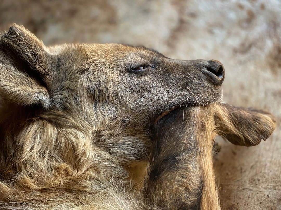 Kevin Richardson LionWhisperer さんのインスタグラム写真 - (Kevin Richardson LionWhisperer Instagram)「Sometimes chewing your paw helps to cope with the tickling. For years Geena has always enjoyed a tummy tickle, but the only problem is that she’s actually ticklish. Nowadays she simply puts her paw in her mouth to contain the laughter. After all she is a ‘laughing’ hyena and laughter is the best medicine.  #laughinghyena #laughteristhebestmedicine #laughter #laugh #hyena #mhisi #spottedhyena」10月1日 11時58分 - lionwhisperersa