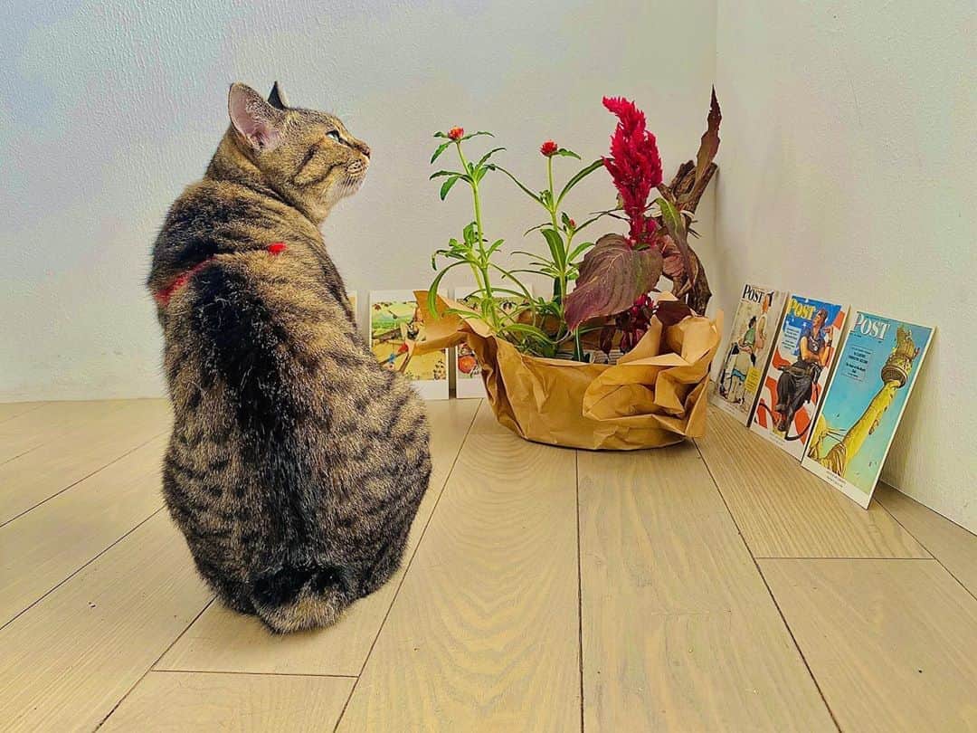 DJ mariennuのインスタグラム：「My boo🐈💐 & Norman Rockwell🎨 Her back looks like a rabbit🐇 #cat #catstagram #猫　#キジトラ　#だんご尻尾　#猫のいる暮らし #normanrockwell」