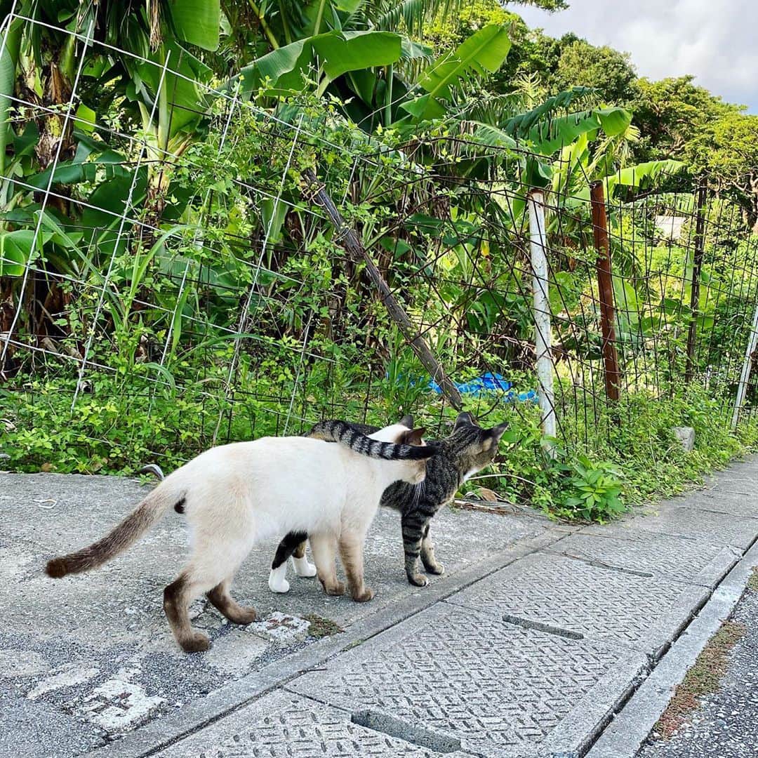 畑亜貴さんのインスタグラム写真 - (畑亜貴Instagram)「楽しそうな猫を見かけると頭の中が可愛いでいっぱいになって幸せ🥰」10月1日 12時28分 - akihata.jp