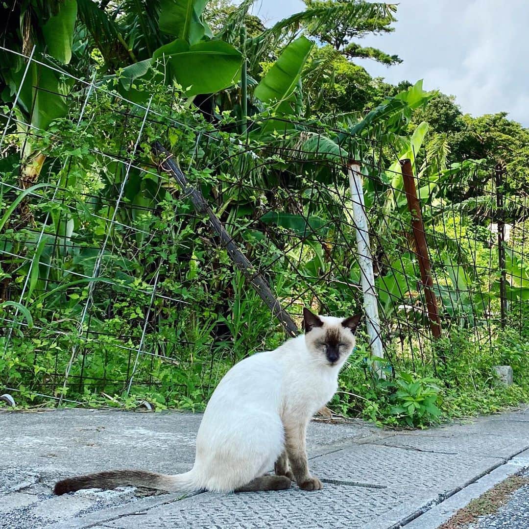 畑亜貴さんのインスタグラム写真 - (畑亜貴Instagram)「楽しそうな猫を見かけると頭の中が可愛いでいっぱいになって幸せ🥰」10月1日 12時28分 - akihata.jp