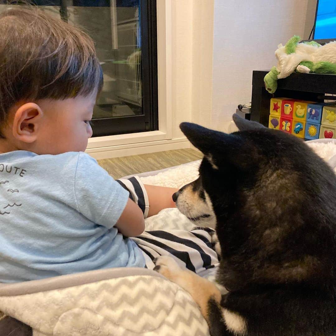 vo_coのインスタグラム：「🐾👣 Nウォームは暖かい〜♫ うちもニトリのふかふかベッド導入したけど、犬は使ってくれず代わりに幼児が気に入ってくれた模様… 9kgの犬のフィット感はわからなかったけど、11kg男児が入った場合のフィット感は2-3枚目からご確認出来るかと…😂 ちなみに1枚目、こたつさんが興味津々なのはベッドではなく小僧が握りしめてるチーズボールです🧀 * #こたつとぼくちゃん  #shibastagram #instashiba #shiba #shibainu #黒柴 #柴犬」