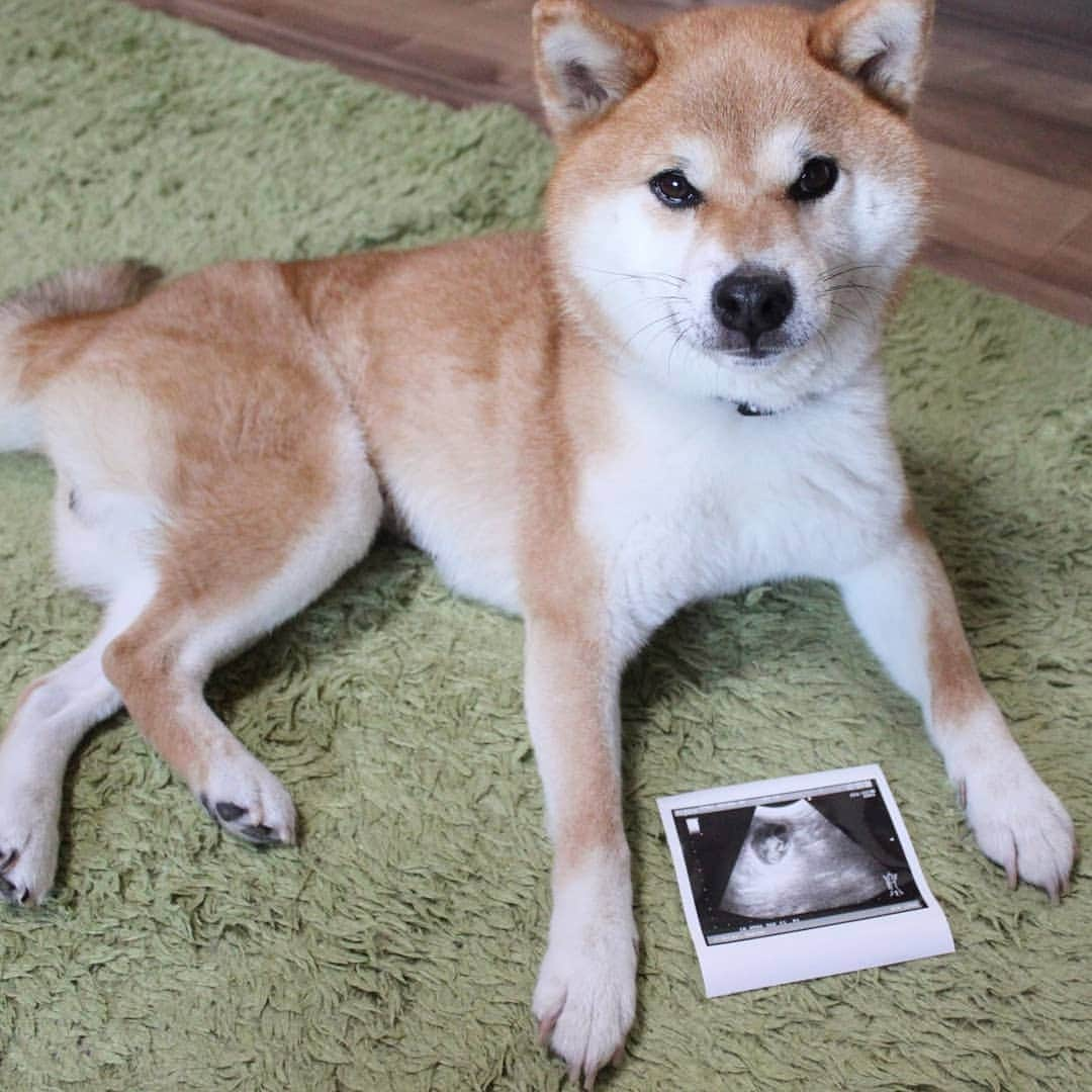 柴犬たま Shibainu Tamaのインスタグラム