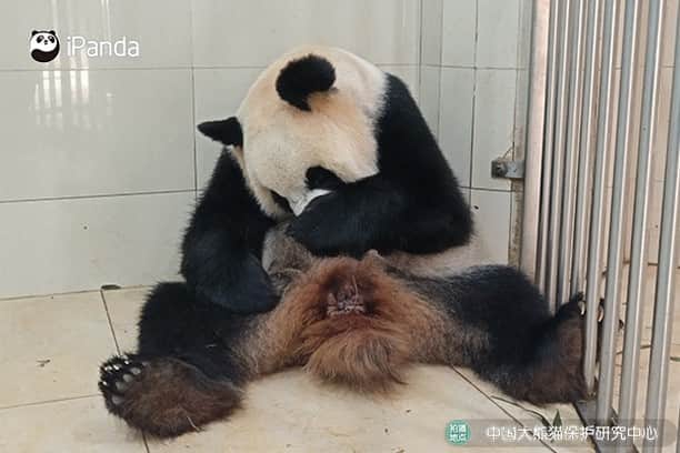 iPandaさんのインスタグラム写真 - (iPandaInstagram)「Congratulations! Giant panda Shu Qin delivered twins in Wolong, southwest China's Sichuan Province on September 29. The younger cub weighs only 57.1 g at birth but shows a normal level of vitality. The gender and weight of the elder cub has not yet been confirmed.  🐼 🐼 🐼 #Panda #iPanda #Cute #CCRCGP #PandaNews #PandaPic #NiceHoliday」10月1日 18時55分 - ipandachannel