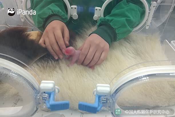 iPandaさんのインスタグラム写真 - (iPandaInstagram)「Congratulations! Giant panda Shu Qin delivered twins in Wolong, southwest China's Sichuan Province on September 29. The younger cub weighs only 57.1 g at birth but shows a normal level of vitality. The gender and weight of the elder cub has not yet been confirmed.  🐼 🐼 🐼 #Panda #iPanda #Cute #CCRCGP #PandaNews #PandaPic #NiceHoliday」10月1日 18時55分 - ipandachannel
