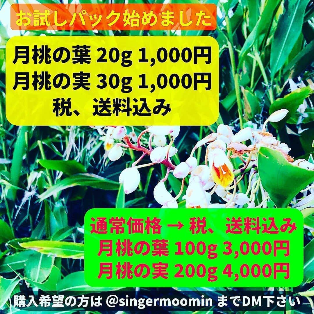 MOOMINのインスタグラム：「月桃〜♪月桃〜♪月桃はいらんかね〜♪ 月桃の葉、月桃の実、 絶賛販売中です！ 真心こめて自然にこだわって仕上げております！  ご注文お待ちしております！  #月桃 #沖縄 #無農薬確認済み #除草剤不使用確認済み #ポリフェノール #マグネシウム #ミネラル #抗酸化作用  #整腸作用 #抗菌作用 #消臭効果 #虫除け #自然農法 #天日干し #げっとう」