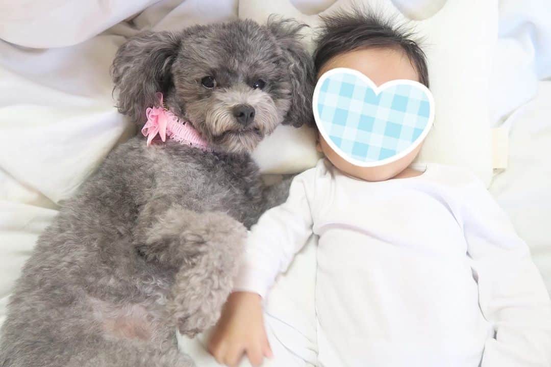 Mai Wakimizuのインスタグラム：「カプリと息子♡こんな光景を見れる日が来るなんて（；＿；）夢のまた夢だと思ってた。カプリが優しく接してくれる姿に毎度泣きそうになる。笑 #愛犬カプリ#トイプードル#赤ちゃん#赤ちゃんと犬#男の子ベビー#生後2ヶ月#2months」