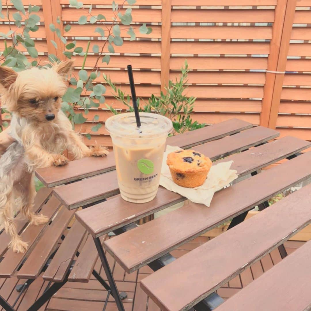 横山エリカのインスタグラム：「Meet our regular customer, Lily the yorkie🐕 #lilytheyorkie #greenbeancoffee #imaginarycoffeeshop  常連のリリさんご来店😌アイスラテとブルーベリーマフィンを頼まれました☕️ #グリーンビーンコーヒー #アイスラテ #ブルーベリーマフィン #良く見ると粗が目立つ #全て妄想です」