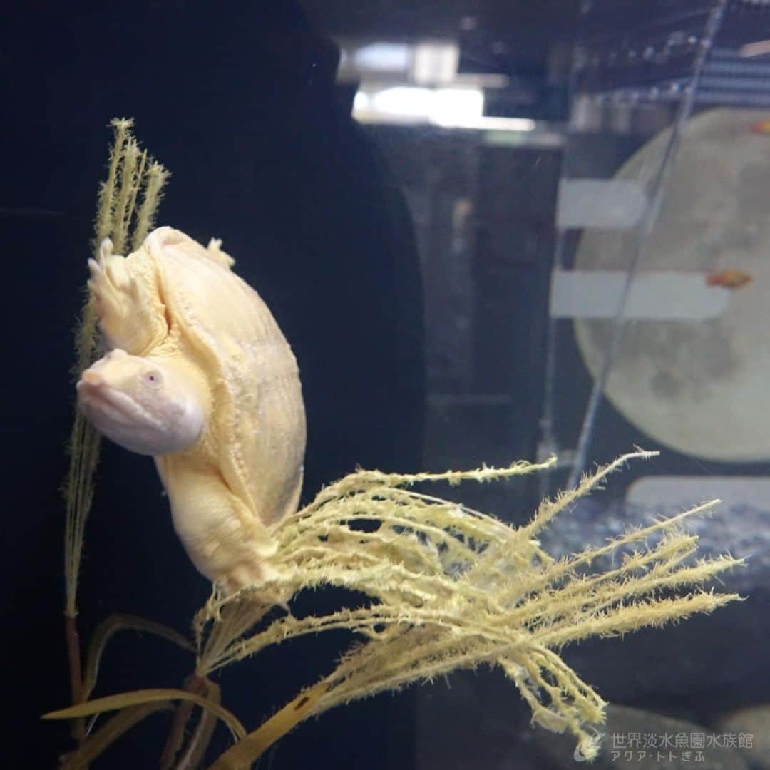 世界淡水魚園水族館 アクア・トト ぎふのインスタグラム：「今日は中秋の名月です。 テーマ水槽の月（スッポン）は、今日も元気に泳ぎ回って楽しませてくれています。 #アクアトト #アクアトトぎふ #アクアトト岐阜 #水族館#aquarium#お月見#お月見団子」