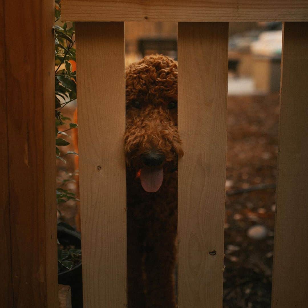 チップ＆ペッパーのインスタグラム：「Well, hello ! 🍁」