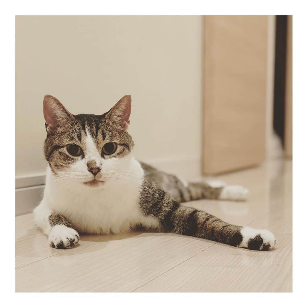 こむぎのインスタグラム：「* 色々と報告が出来ておらずですが、まずはしおくん！ ストーリーには載せておりましたが、29日の夕方から抜歯手術を開始して、無事に終わり昨日退院しましたー😭✨ 悪くなっていた奥歯計6本抜歯しました。 これできっと炎症も良くなってご飯もモリモリ食べられるようになると思います！！🙏🏻✨ 応援くださった皆様ありがとうございました🙇🏻✨  しおくんはこの崩壊現場の最初の猫ちゃん、みんなのパパになります😂 長い間、劣悪な環境で過ごしていたせいで(腐った床、トイレは数が少なくその辺りでしちゃう、餌は床にばら撒き、飲み水がない時もありました💦)、おしっこの出が悪くて尿道狭窄になっていました。 そんなしおくんを里親さんはずっと気にかけてくれて、くじらの里親希望でしたがしおくんの預かりもしながら、やはりしおくんもくじらも2人ともお家にお迎えしたいと仰ってくださった方です😢 おしっこの心配だけでなく、しおくんも結局抜歯が必要となってしまい、里親さんになって早々に色々ご心配をおかけすることになってしまいましたが、しおくんのことも、くじらのことも、しっかりケアしてくださる方の元へ繋がることが出来て、本当に良かったですー😭😭😭  退院後は総合栄養食ちゅーるを食べて、今朝はAD缶の上にトッピングしたちゅーるだけ食べたそうです😂 徐々にまたAD缶も食べられるようになると思うけど、しっかり栄養つけて早く元気になってねー！  帰ってきて早々に寛ぐしおくんの様子を見てホッとしました😭 頑張ったね👏✨✨ 本当にありがとうございましたー🙏🏻✨ 引き続き炎症がなくなりご飯がモリモリ食べられるようになるよう応援よろしくお願いいたしますー🙇🏻✨ #岐阜多頭崩壊レスキュー」